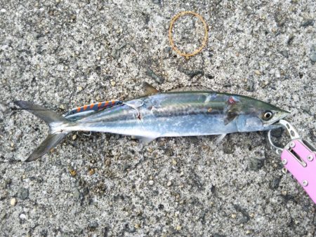 今年の初サゴシと初タチ