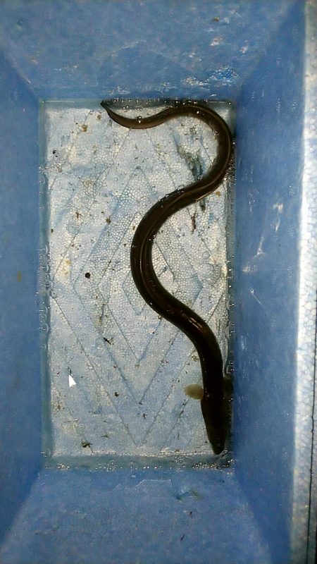 河口でぶっこみ釣り