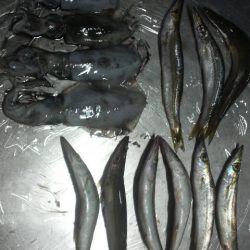 たくさん食べて 大きくな~れ!