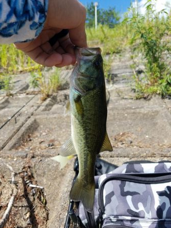 朝マズメの子バス