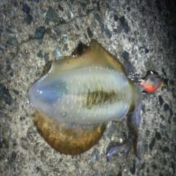 場所か腕か・・・