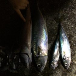 久しぶりの釣り
