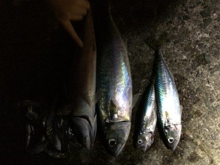 久しぶりの釣り
