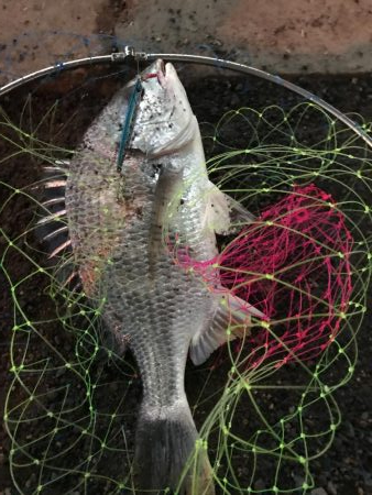 キビレでポン！