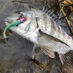 Vjでキビレ釣行