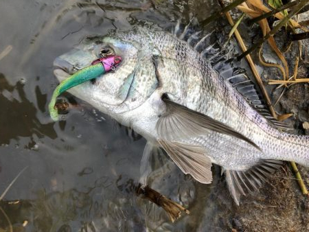 Vjでキビレ釣行