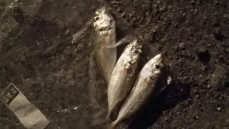 焼津港　アジング