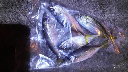 焼津港　1時間ほどアジング