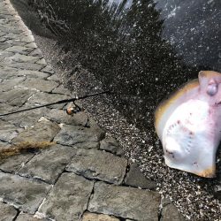 チヌ釣りのはずが…