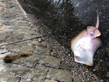 チヌ釣りのはずが...