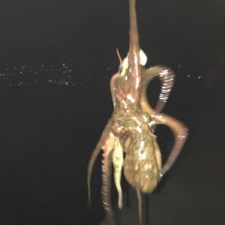 花火を見ながらナイトフィッシング