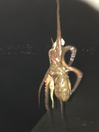 花火を見ながらナイトフィッシング