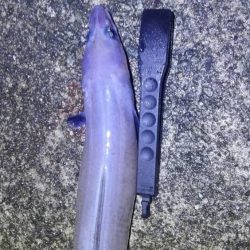 餌釣りでカサゴやアナゴ