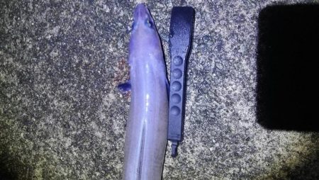 餌釣りでカサゴやアナゴ