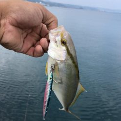 ライトジギング