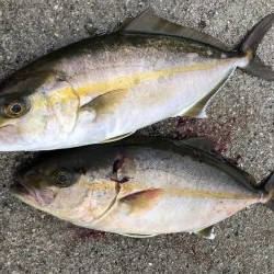 やっと本命をゲット！