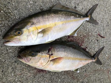 やっと本命をゲット！