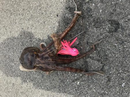 サイズアップ‼️…