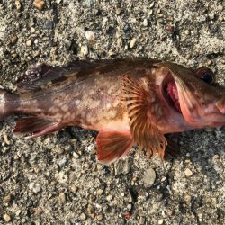 タチウオ狙いが。