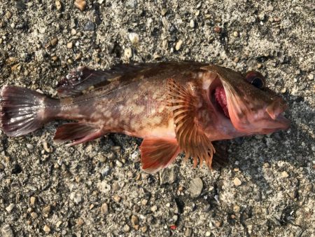 タチウオ狙いが。