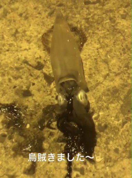 30分のイカラッシュ