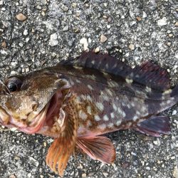 エサ取りが、多くて。