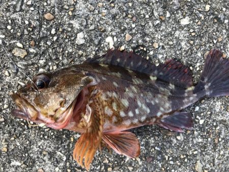 エサ取りが、多くて。