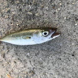 シオっぽいやつ