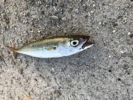 シオっぽいやつ