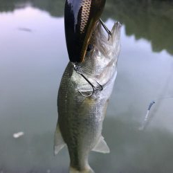 野池でバスつり