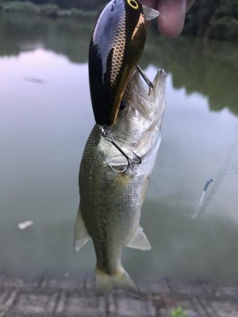 野池でバスつり