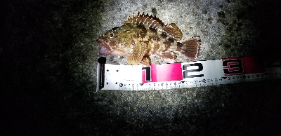 夕涼みの穴子釣り