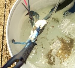 キス釣りのはずが