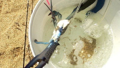 キス釣りのはずが