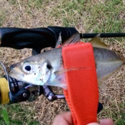 メバル時々カサゴ偶にアジ