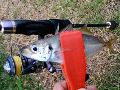 メバル時々カサゴ偶にアジ