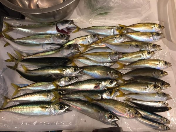 狙い絞ってサビキ！