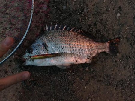 またまたキビレでポン！