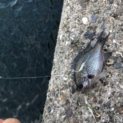 久しぶりにサビキ釣り