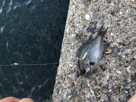 久しぶりにサビキ釣り