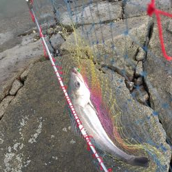 高梁川 シーバス