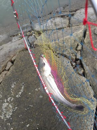 高梁川 シーバス