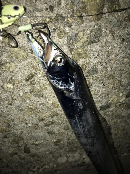 タチウオワインド