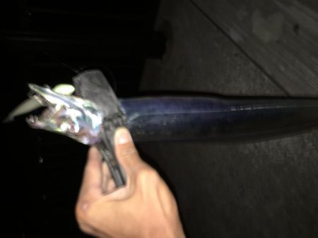 タチウオ開幕戦！とLSJで五目釣り！