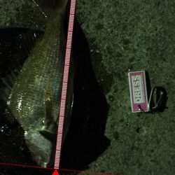 人生初のショアマダイ