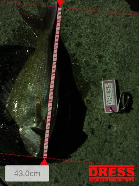 人生初のショアマダイ