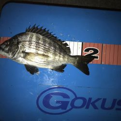 同僚とヘチ釣り