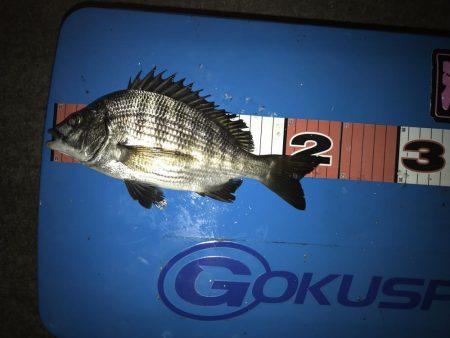 同僚とヘチ釣り