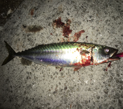 ようやくサバゲー成立