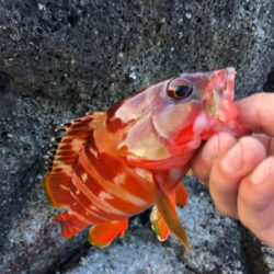 マイクロジグで朝一だけ